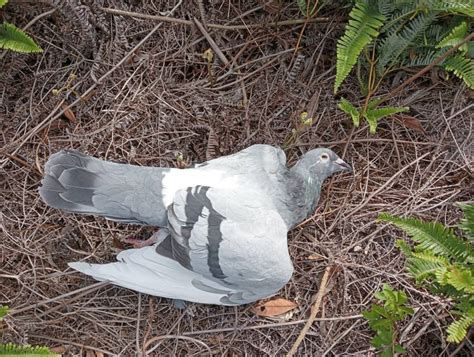 死鳥處理|接獲民眾通報鳥禽死亡屍體之處理標準流程